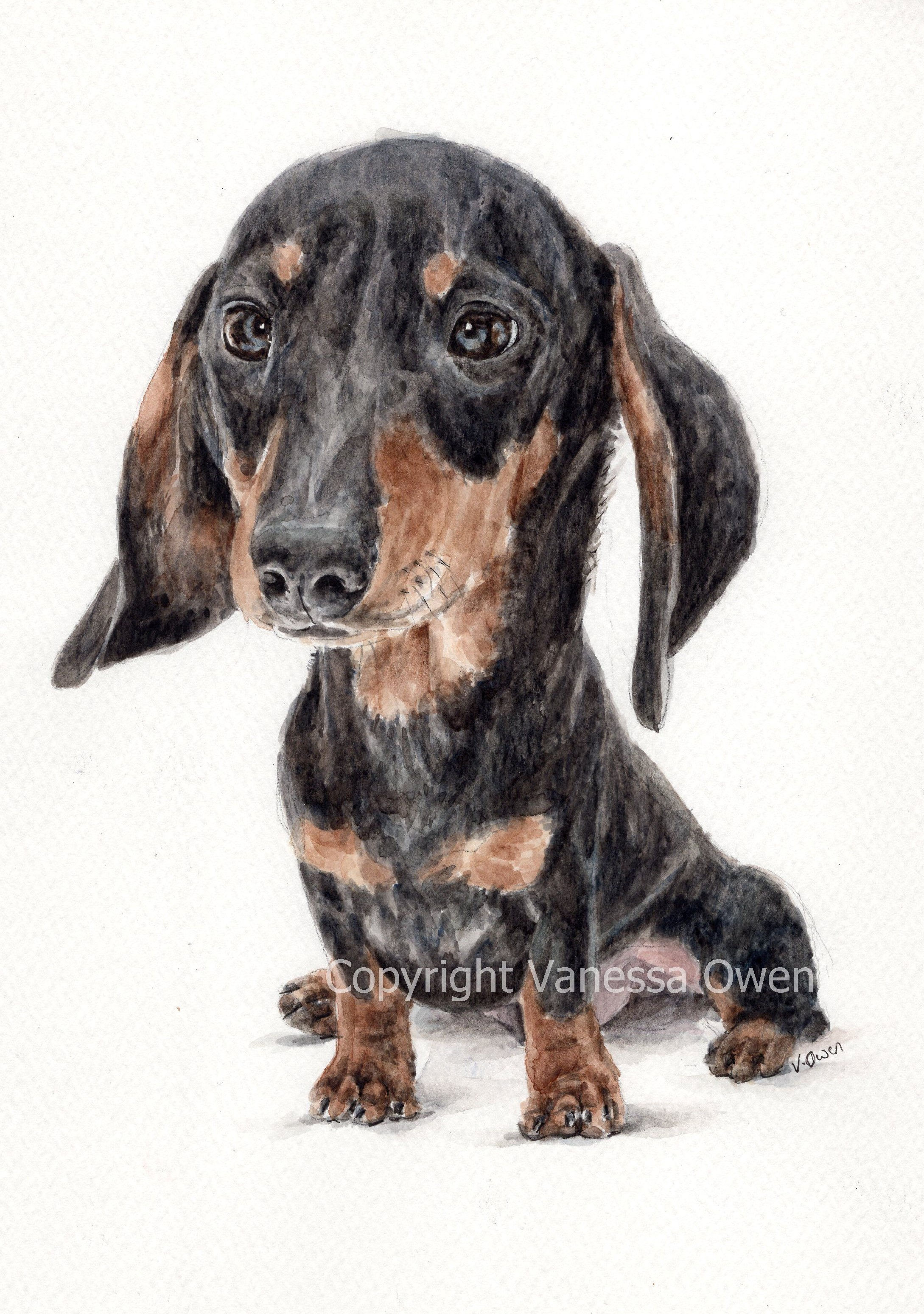Dachshund