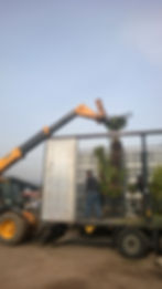 Delivery 2016 Chamaerops humilis