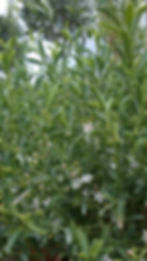 Philotheca myoporoides