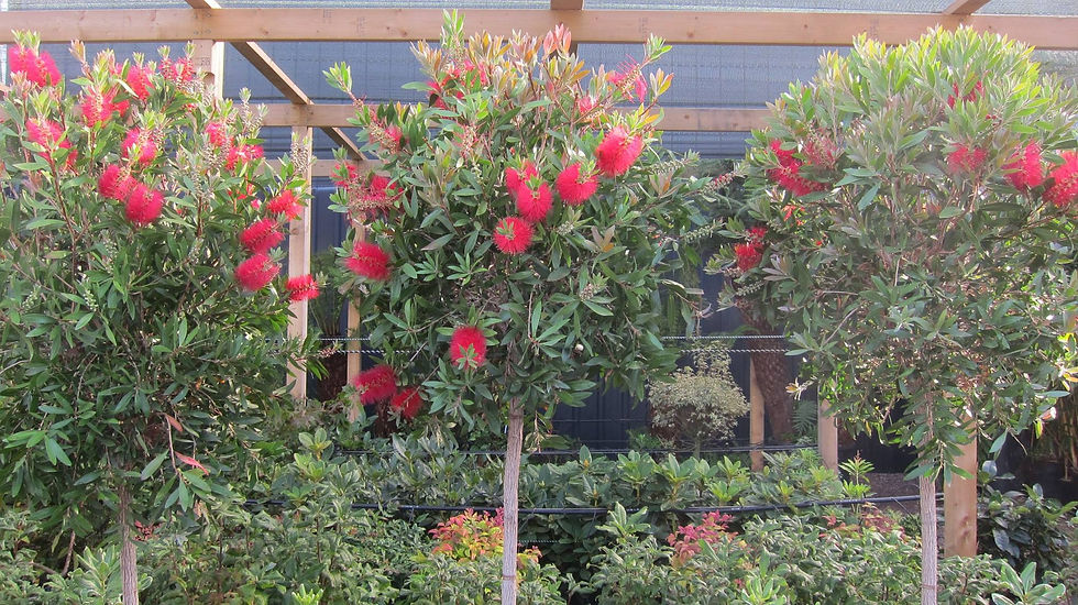 Bottlebrush