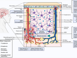 The glymphatic system and glioblastoma
