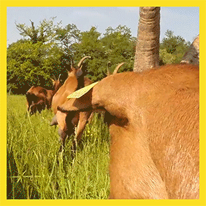 _02-JOURNEE-SANS-VOITURE_1.gif