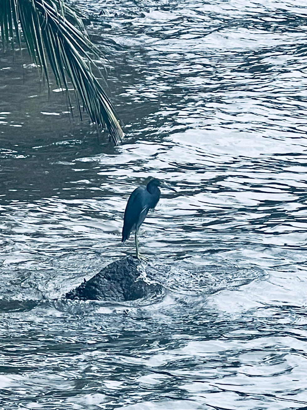 A blue heron stands on one leg on a rock in rippling water under a palm frond. The scene is peaceful with cool, muted colors.