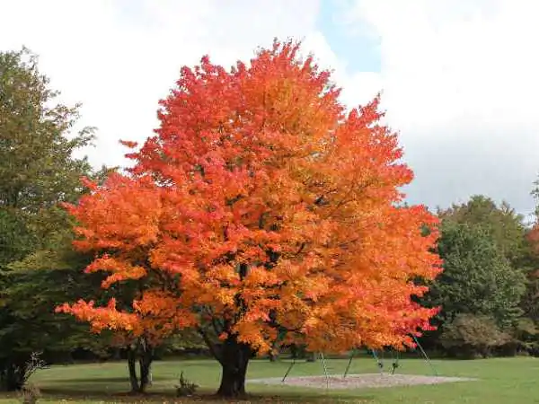 Sugar-Maple.jpg.webp