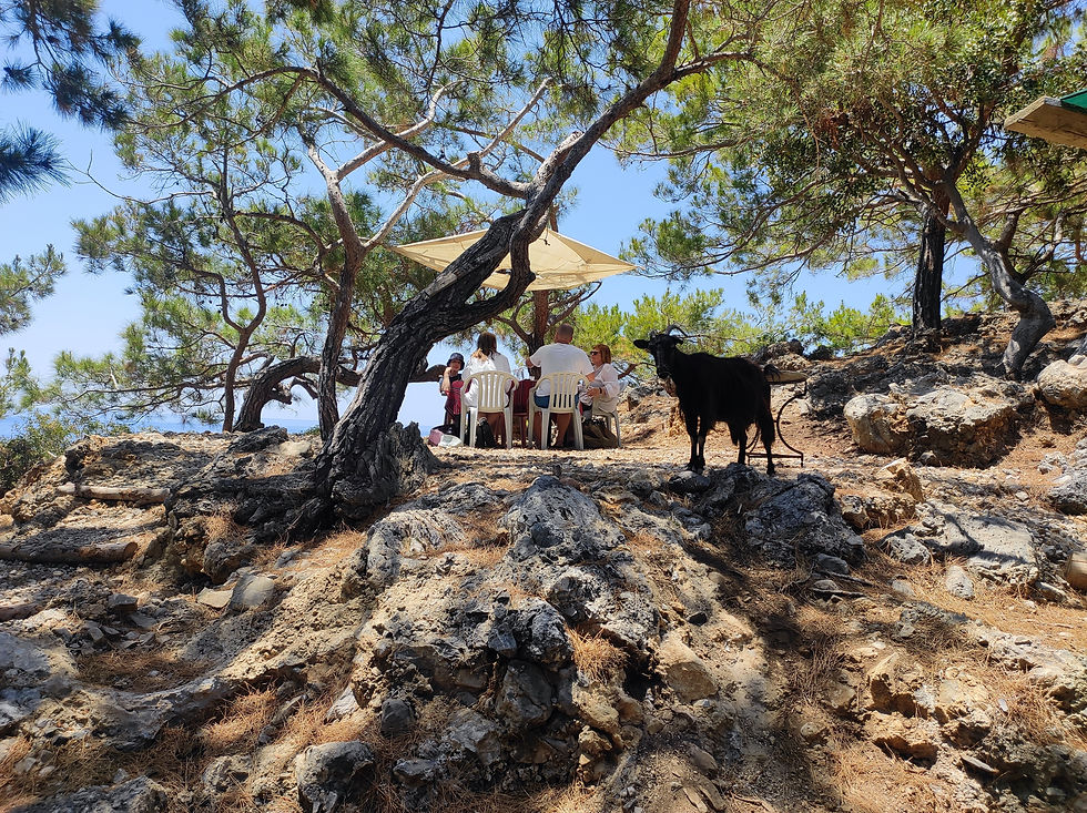 Goat and dining on rocks.jpg