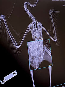 IMG_9553 (1)_edited_edited.jpg