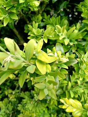 Une feuille d'arbre, de plant symbolisant la forme en Gestalt