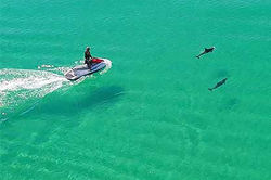 lancelin dolphin
