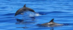 dolphin
