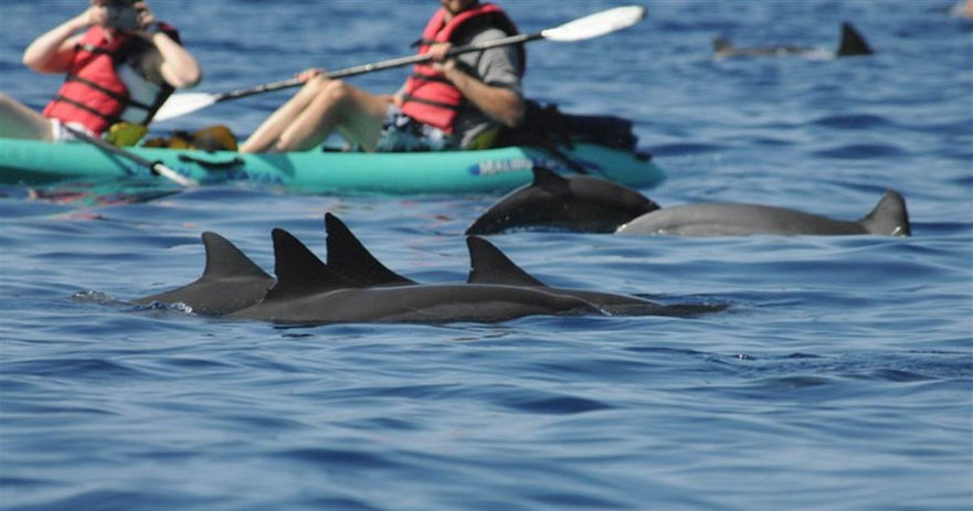 dolphin watch perth quad.jpg