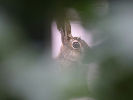 Career advice for running a team for the first time - Stress Languages