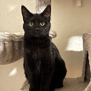 Mesa az cats kittens adoption rescue