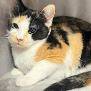 Mesa az cats kittens adoption rescue