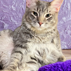 Mesa az cats kittens adoption rescue