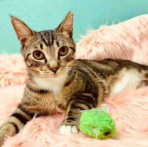 Mesa az cats kittens adoption rescue