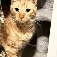 Mesa az cats kittens adoption rescue