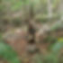 Soldier crouching in jungle, aiming rifle