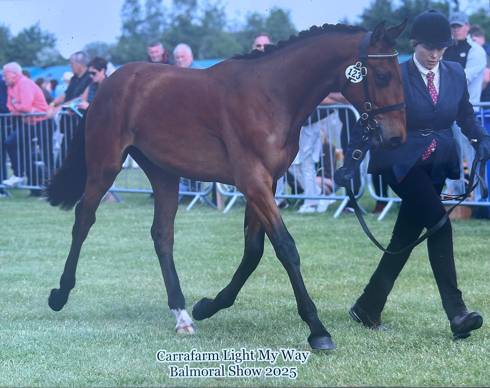 Carrafarm Light My Way