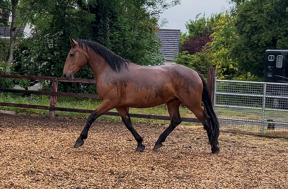 Carrafarm Homecoming