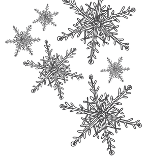 The Swan Winter Illustrations.png