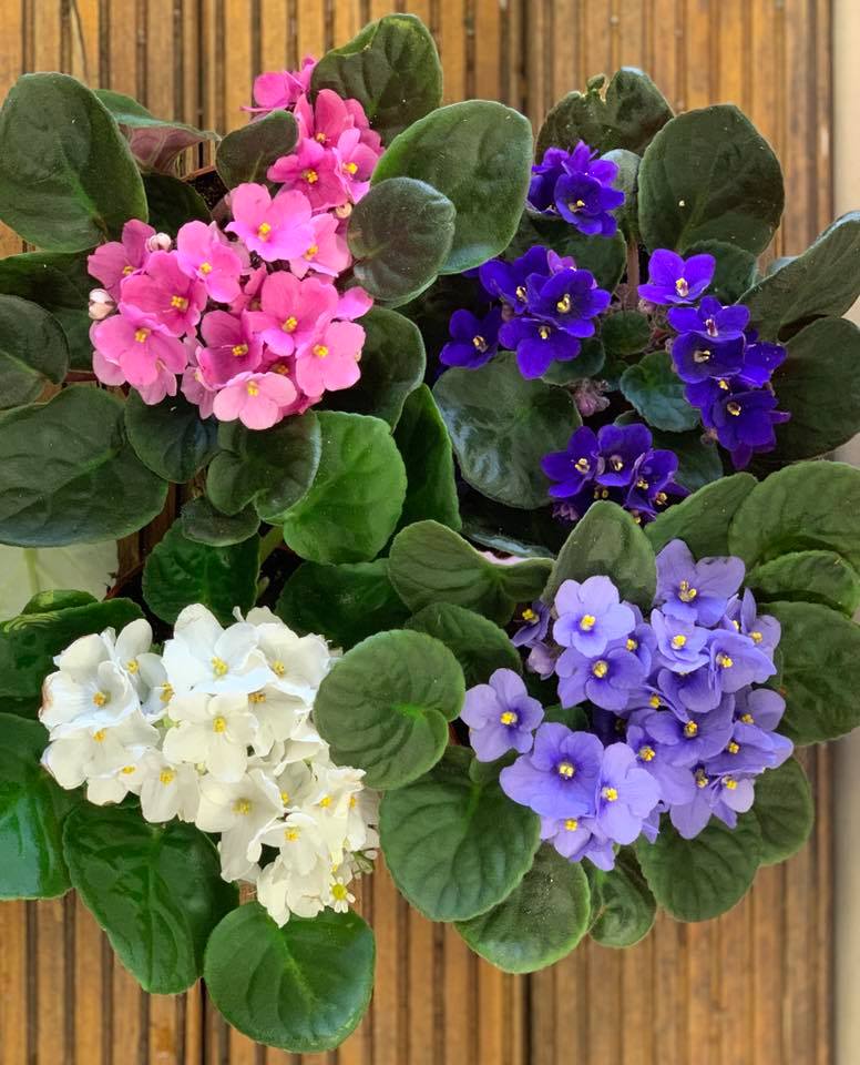 African Violets