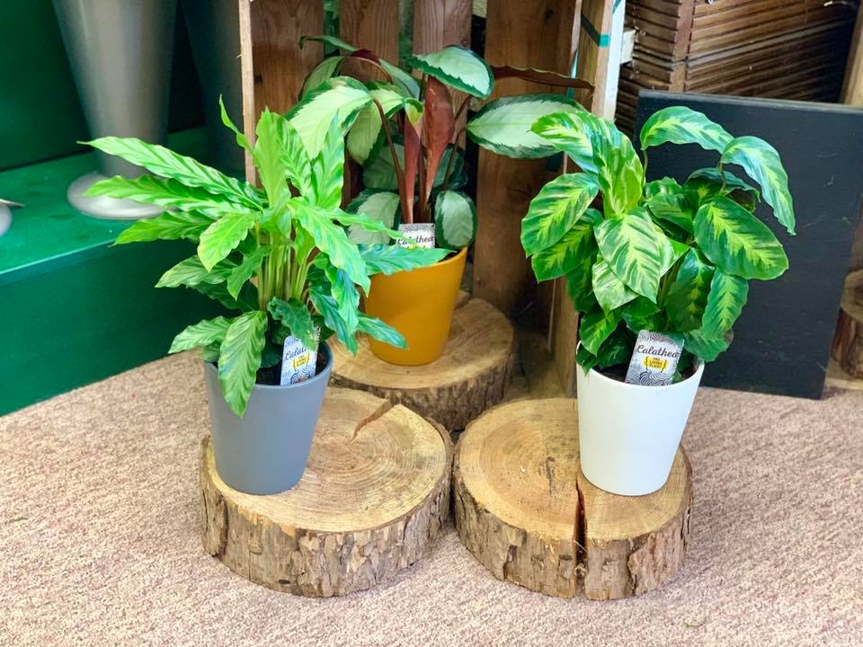 Calathea Plants