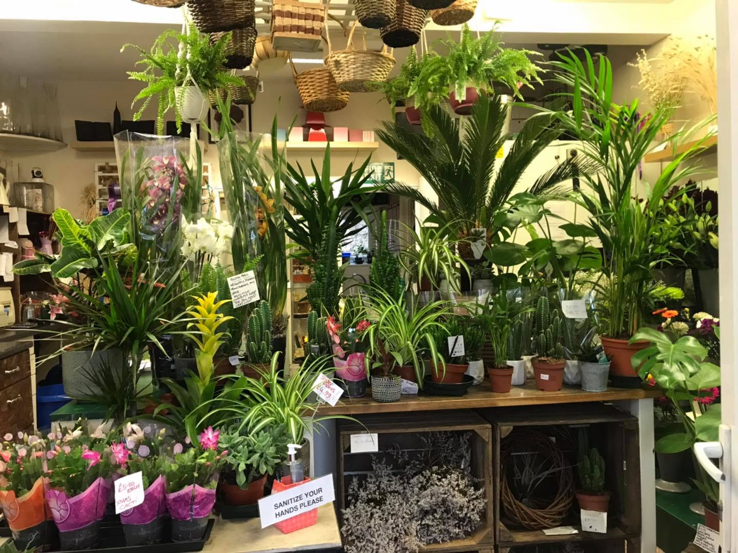Weโve welcomed some more beautiful plants to our shop