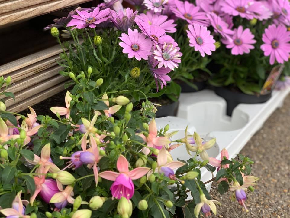 Plants Ready for Garden