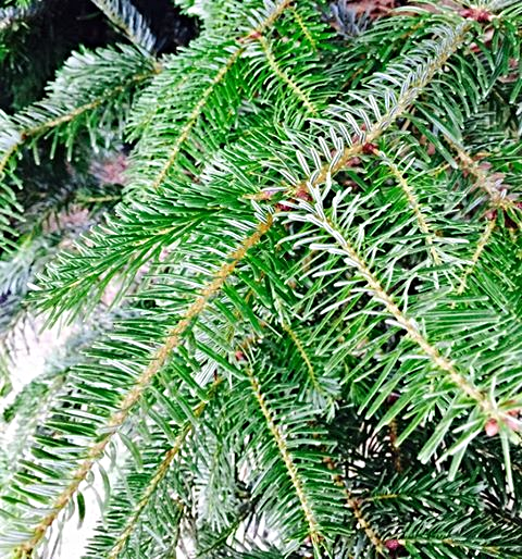 Norwegian Spruce Christmas trees!
