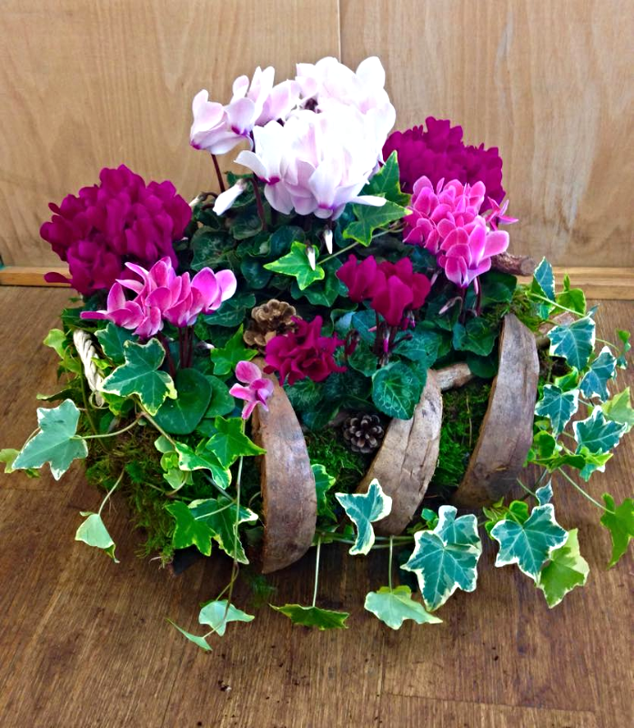 Arrangements of Cyclamen and Ivy