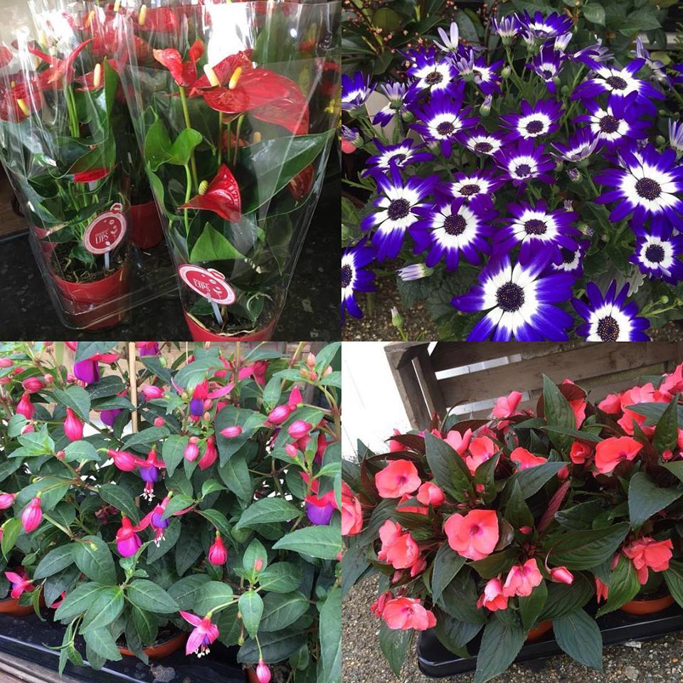 Variety of Flowers