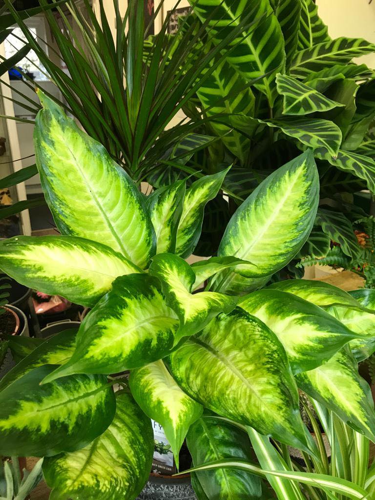 Lots of lovely colourful cut flowers, indoor and outdoor plants
