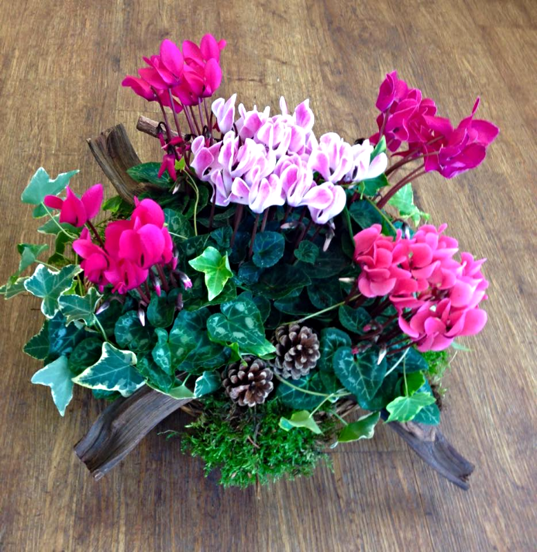 Arrangements of Cyclamen and Ivy