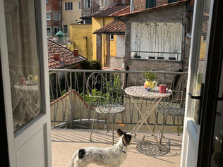 Traveling to Lucca with your dog: Pet-Friendly tips