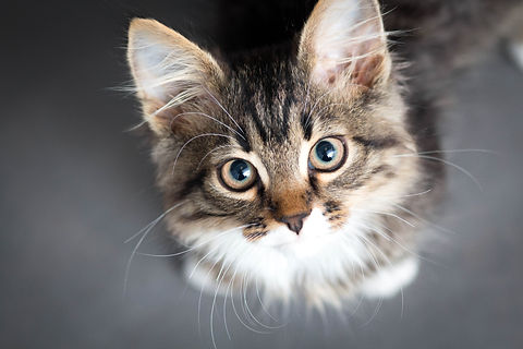 AdobeStock_84666307.jpeg