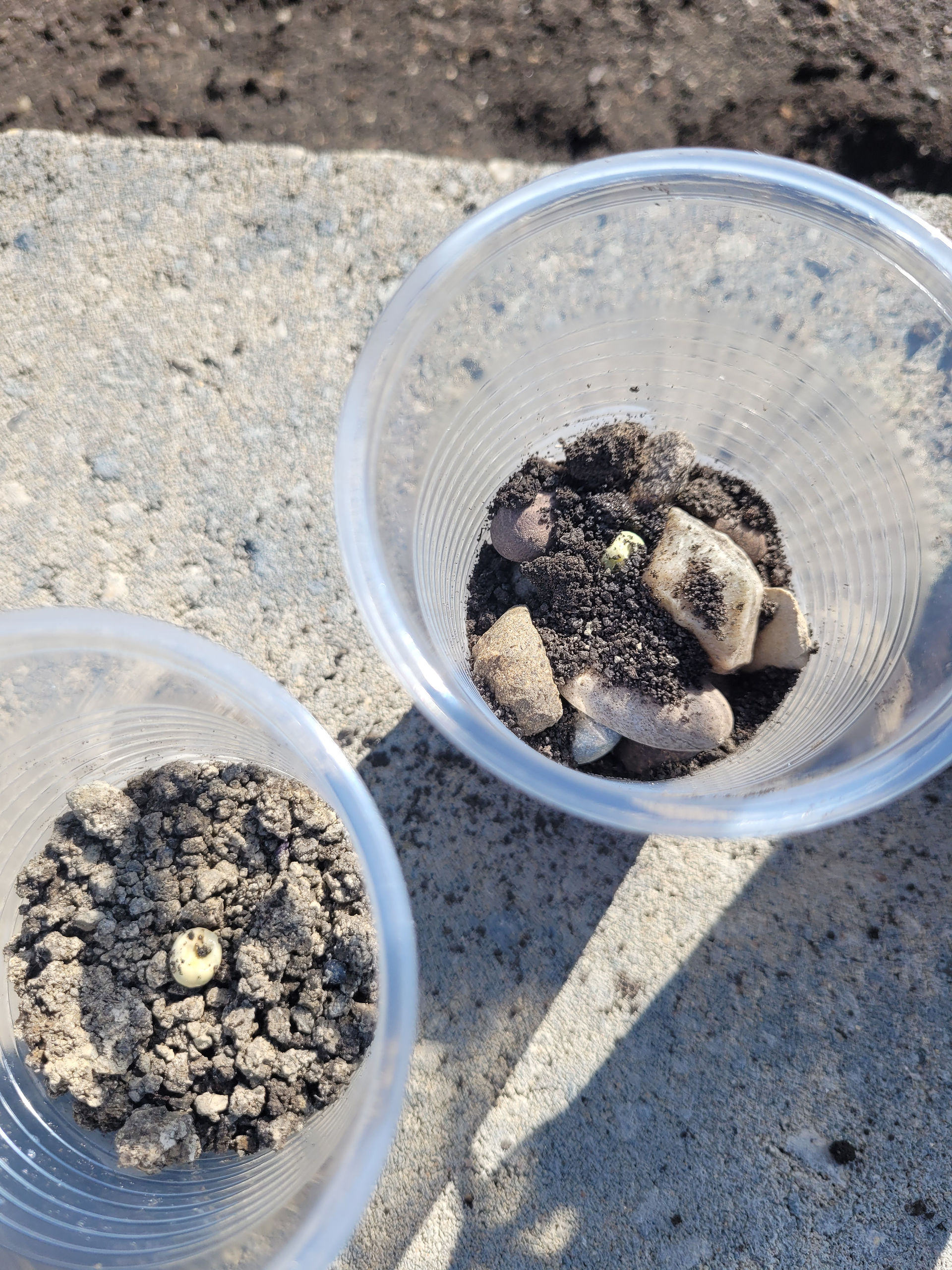 Two plastic cups, filled at the bottom with rocks and dirt.