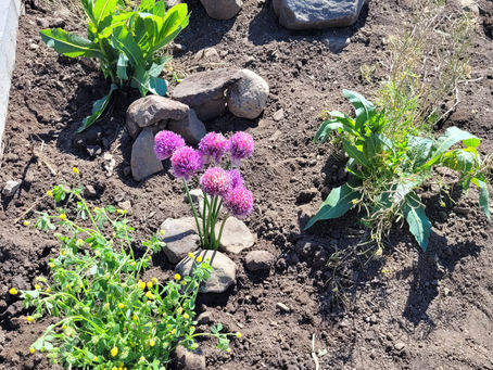 Plants and a small rock cave created in a garden.