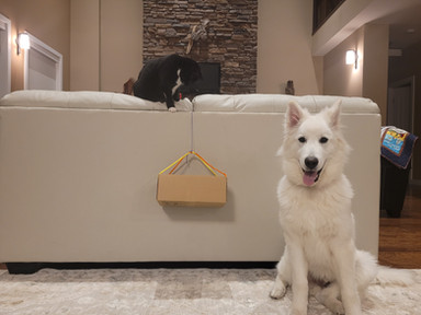 Dog and cat sit in front of a shoe box
