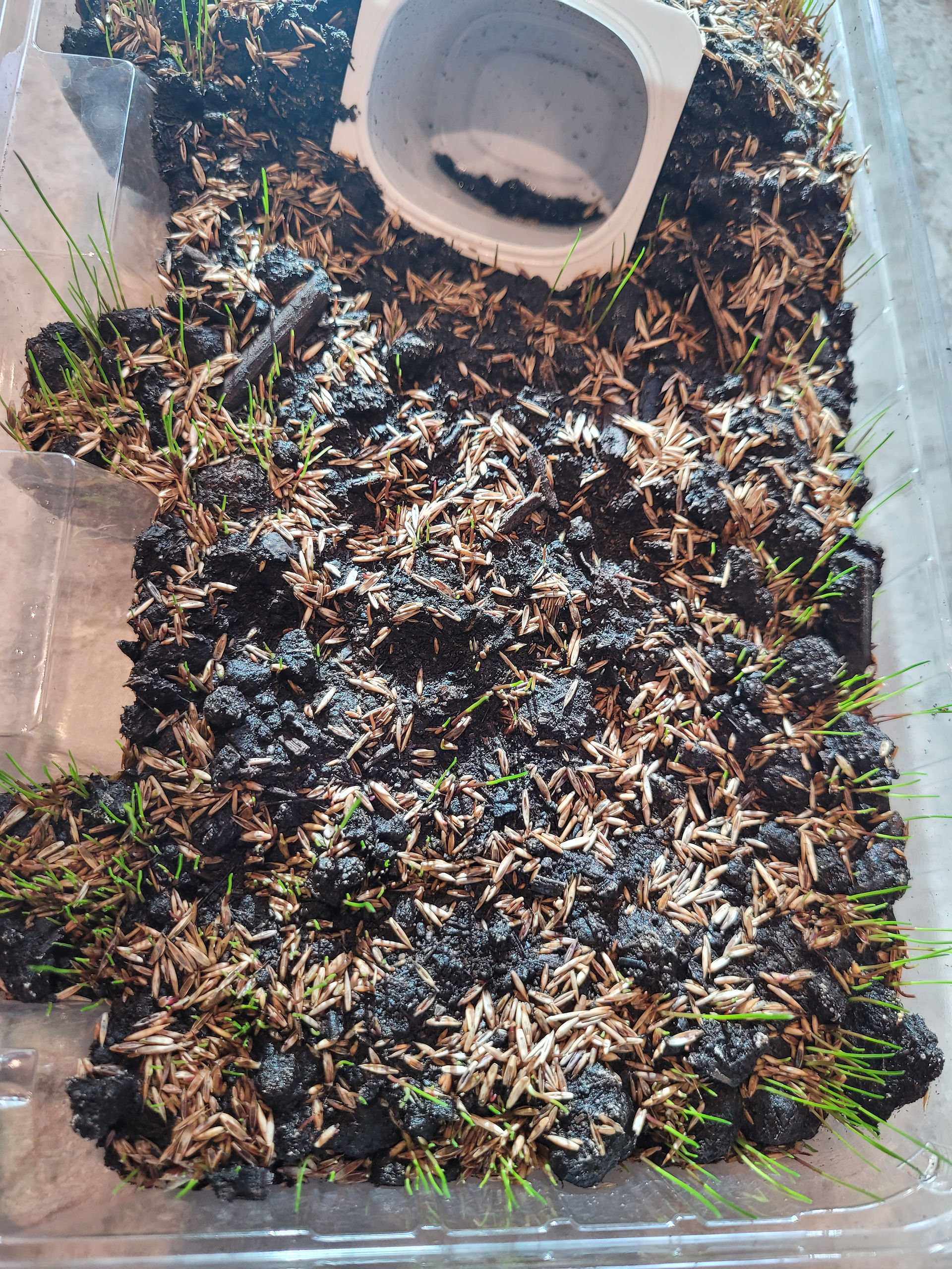 Seeds and growing grass on top of soil. Bible activities for kids