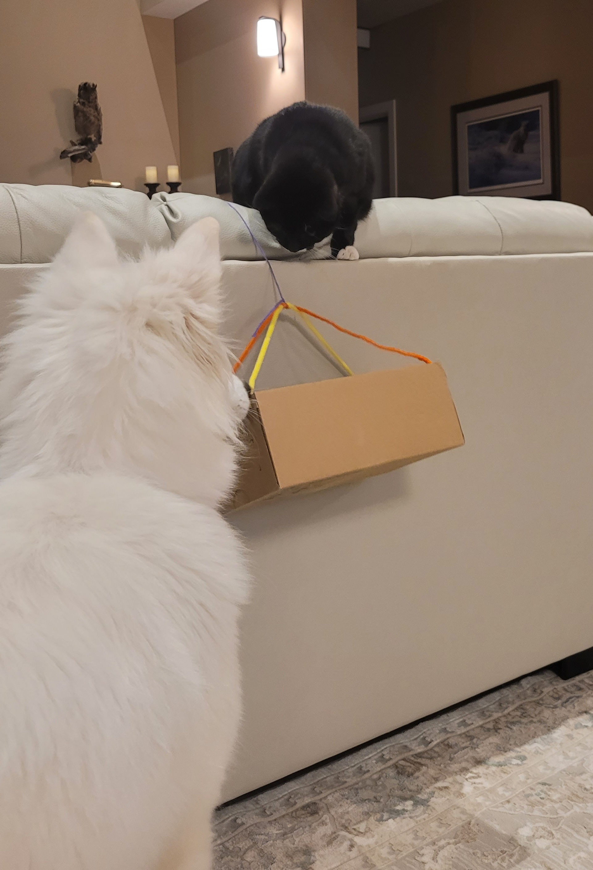 Dog and cat investigate a shoe box