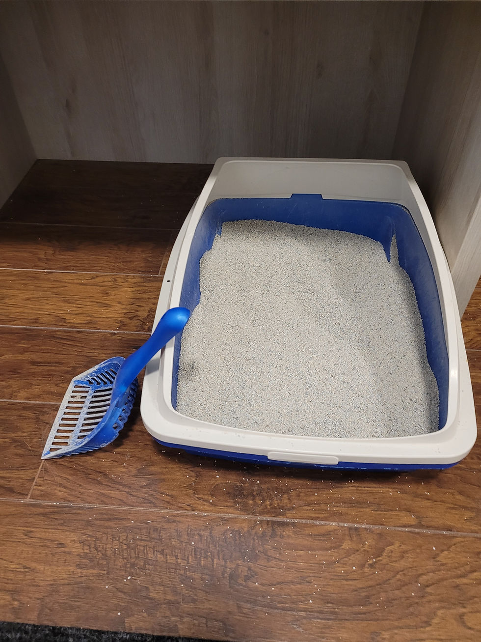A clean kitty litter box.