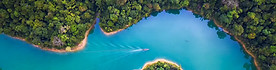 Trees From Above