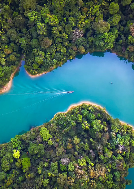 Trees From Above