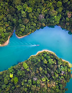 Trees From Above