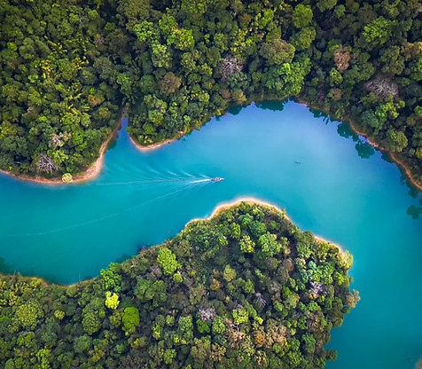 Trees From Above