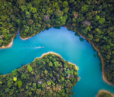 Trees From Above