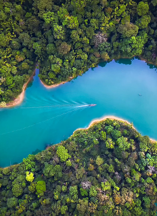 Trees From Above
