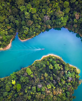 Trees From Above