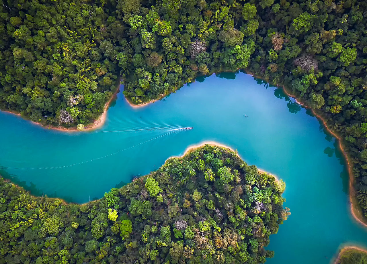 Trees From Above