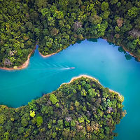 Trees From Above